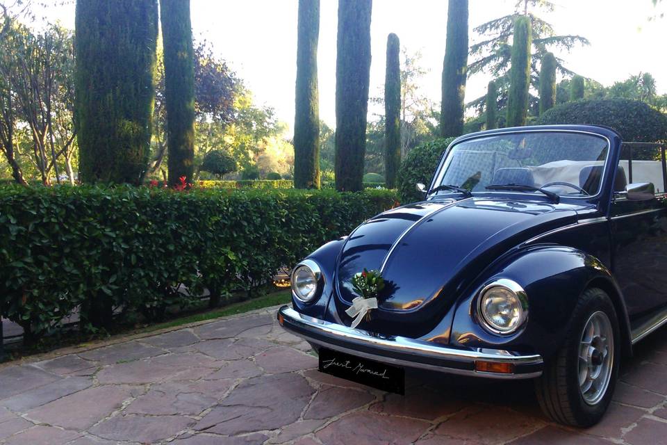 My Little Wedding Beetle