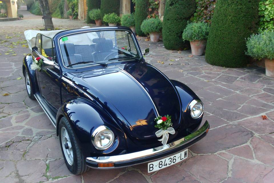 My Little Wedding Beetle