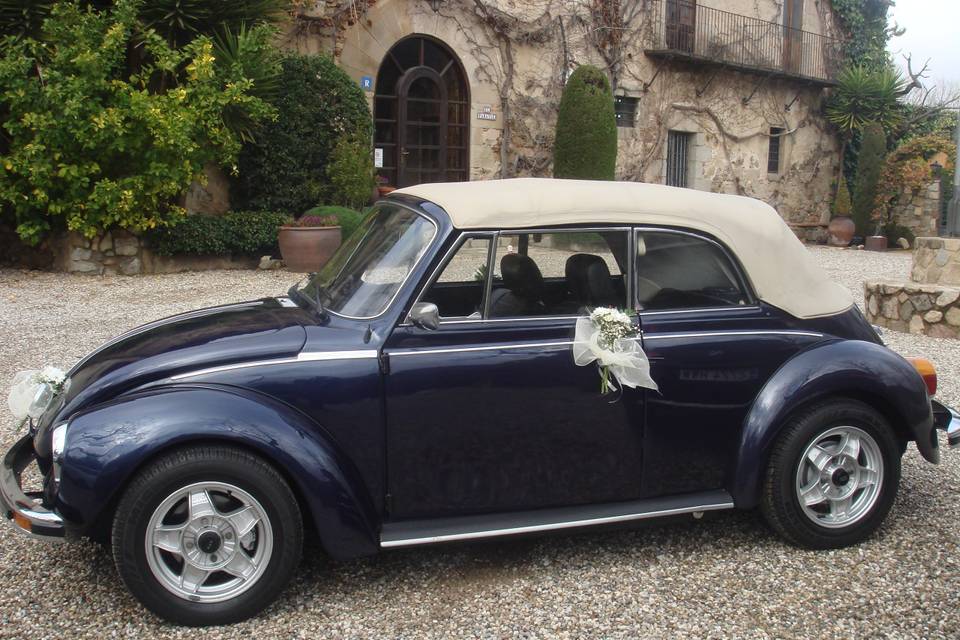 My Little Wedding Beetle