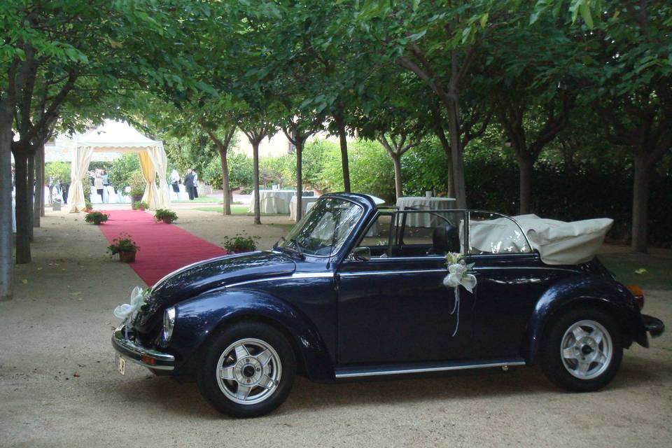 My Little Wedding Beetle