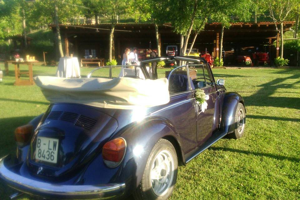 My Little Wedding Beetle