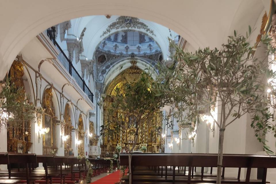 Olivos en San francisco