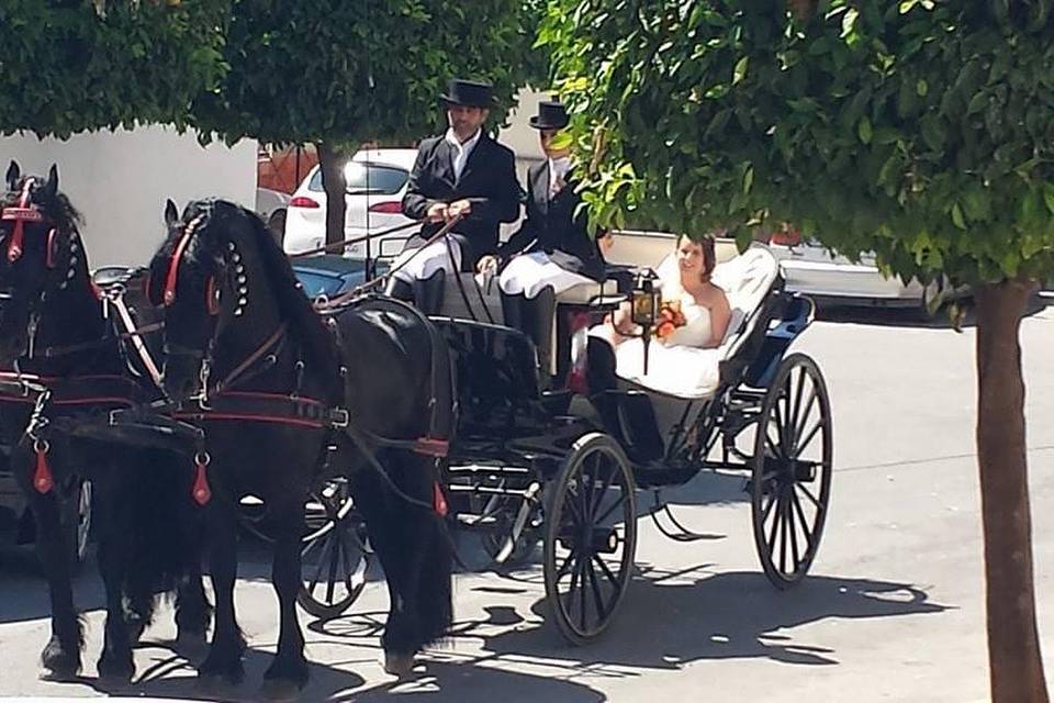 María José Alazar - Carros de caballos