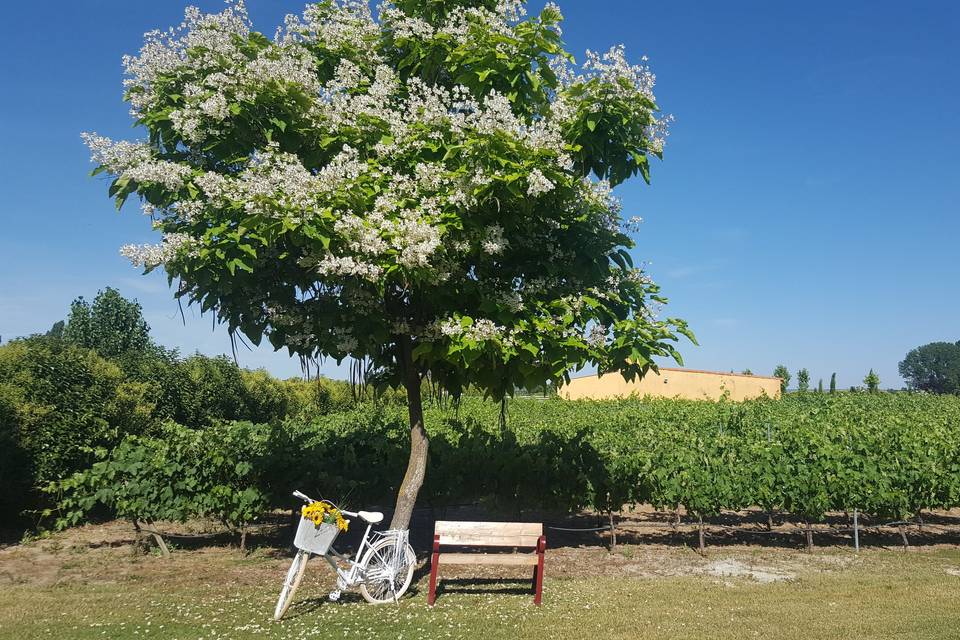 Bodegas Finca Tres Jotas