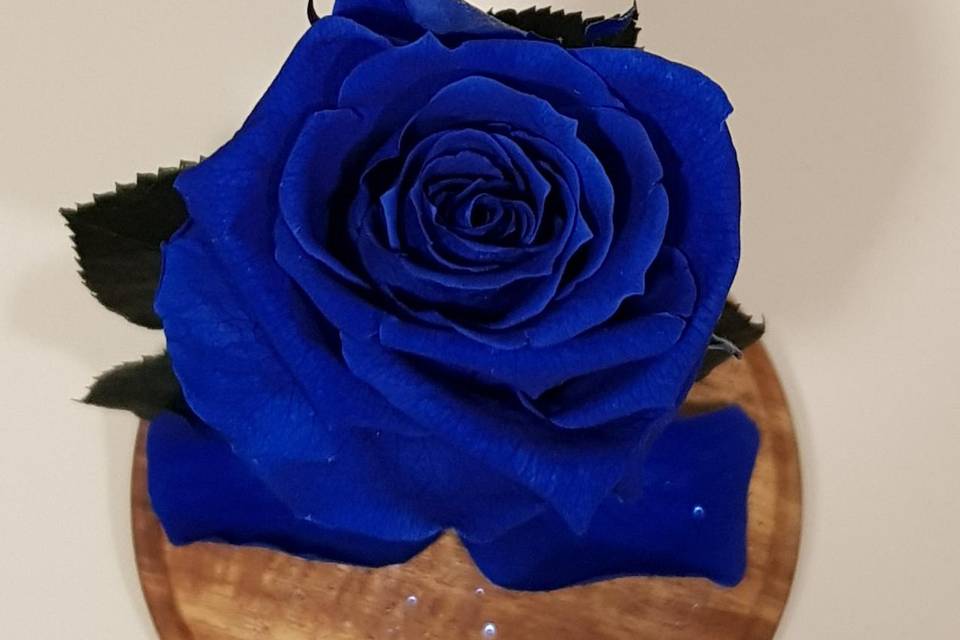 Rosa preservada en color azul