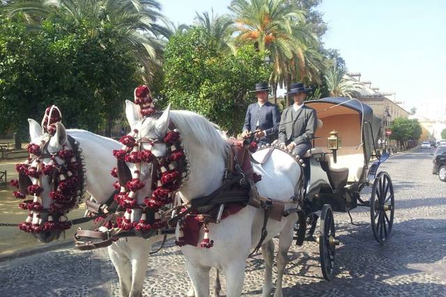 Asociación Cordobesa de Coches de Caballo de Punto