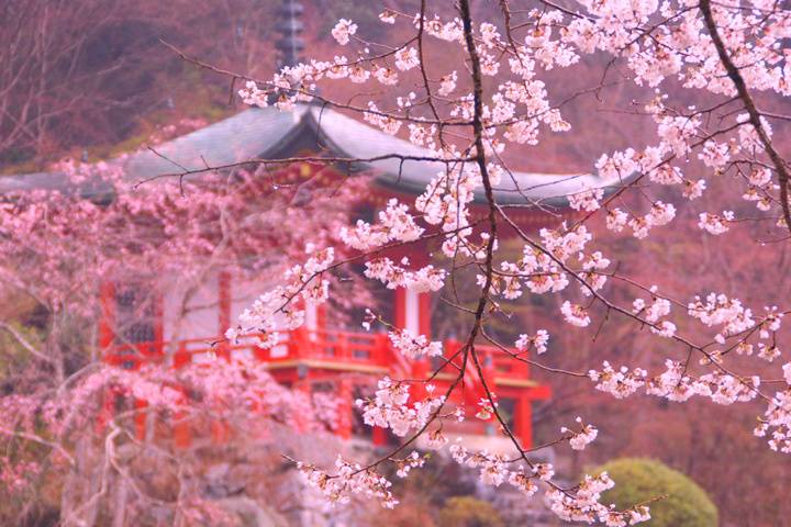 Floración de Cerezos, Japón