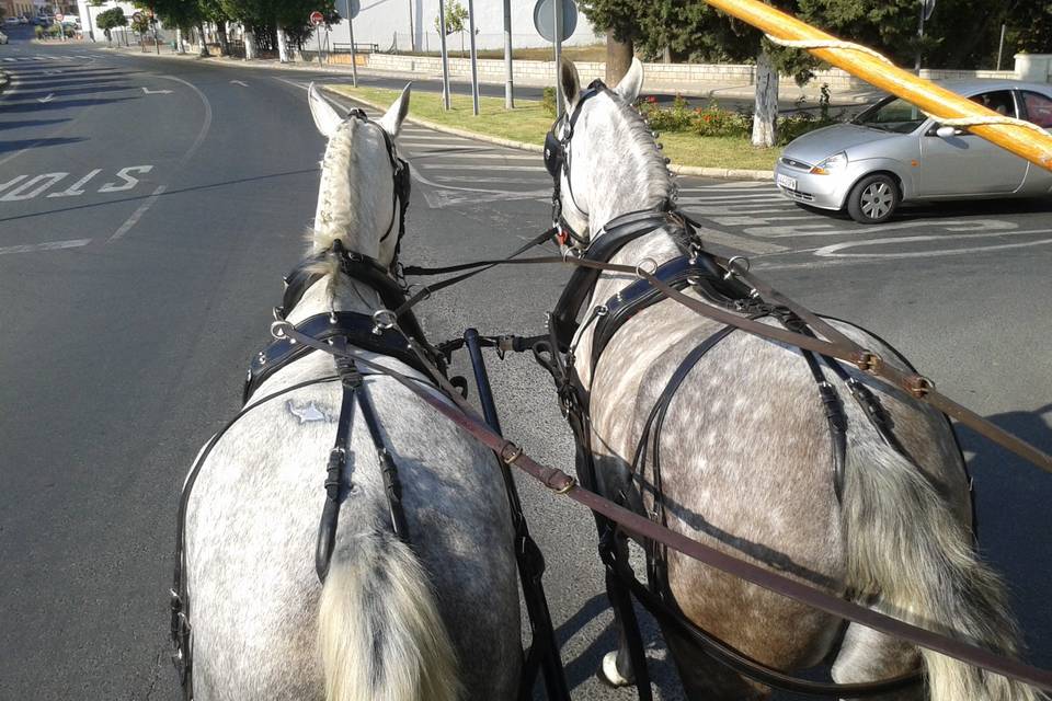 Hermanos Castañeros - Carruajes