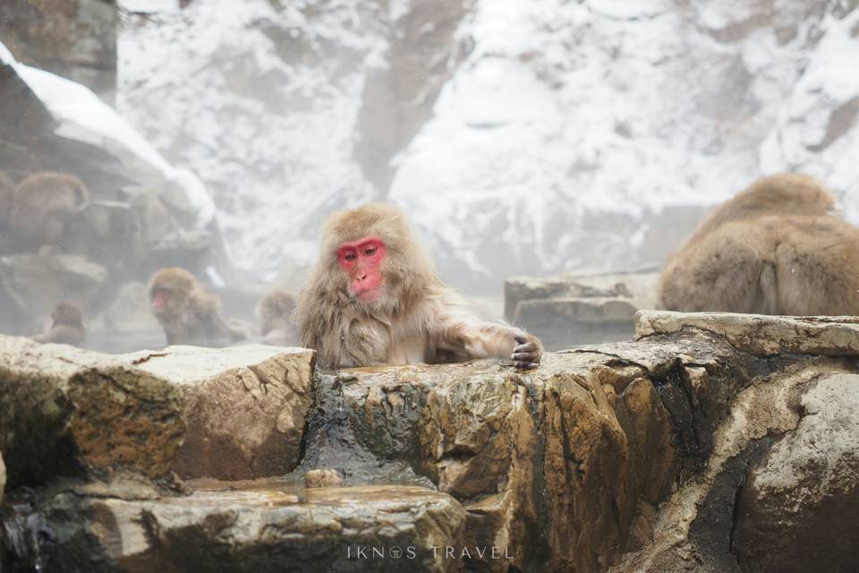 Parque de monos Jigokudani