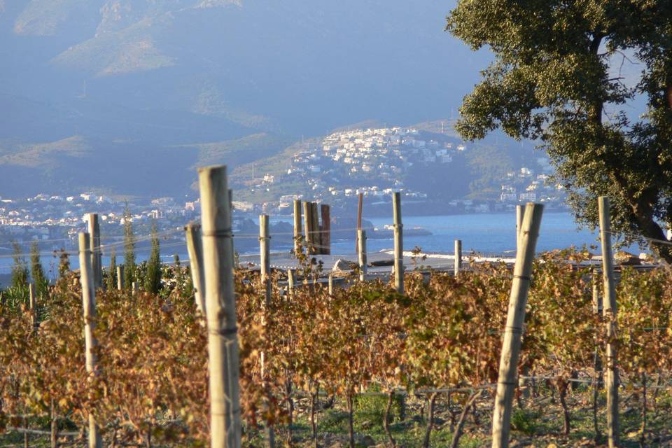 Celler Martín Faixó - Sa Perafita