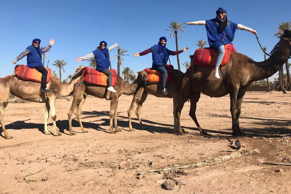 Camellos en Marrakech
