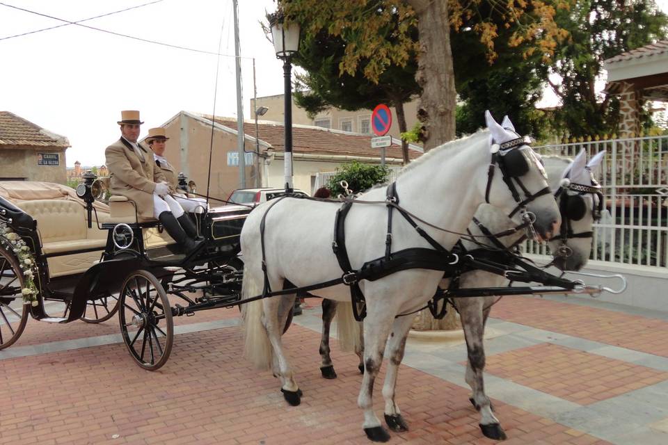 Caballos blancos