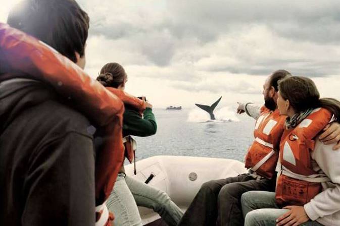 Viaje entre pingüinos y ballenas