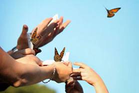 Mariposas en boda civil