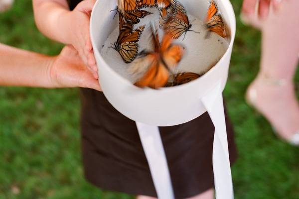 Suelta de mariposa para eventos