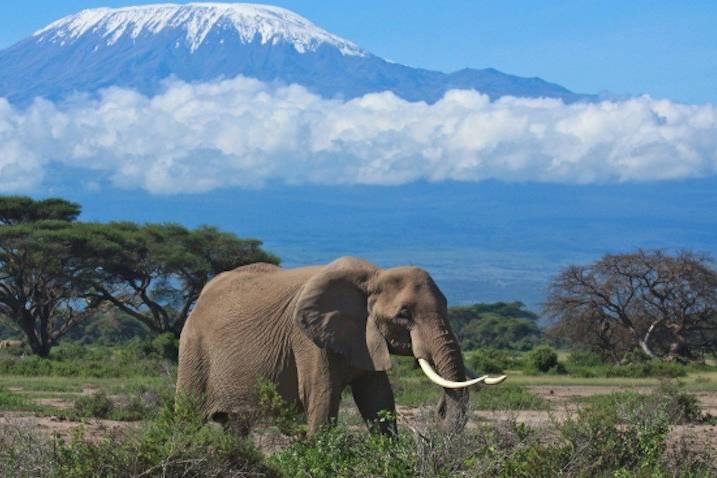 Safari Kentya-Tanzania