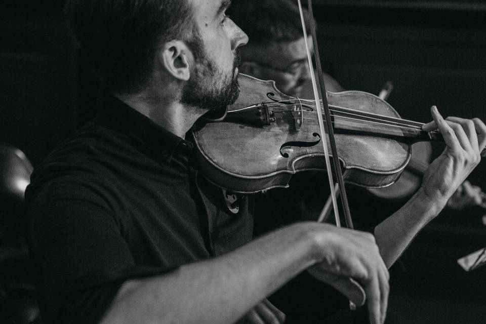 Violines