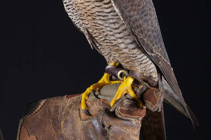 Campera (halcón peregrino)