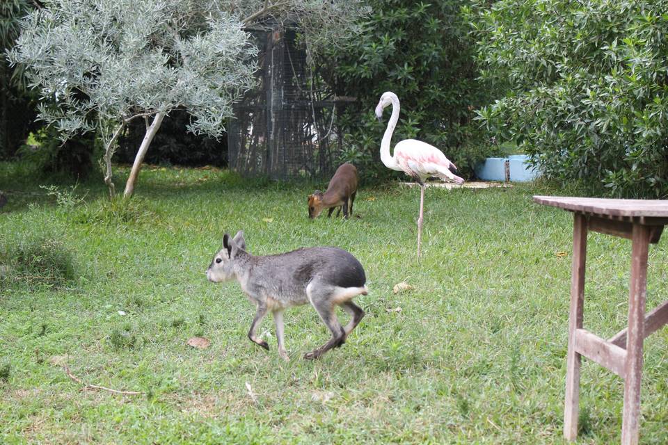 Grupo Fauna