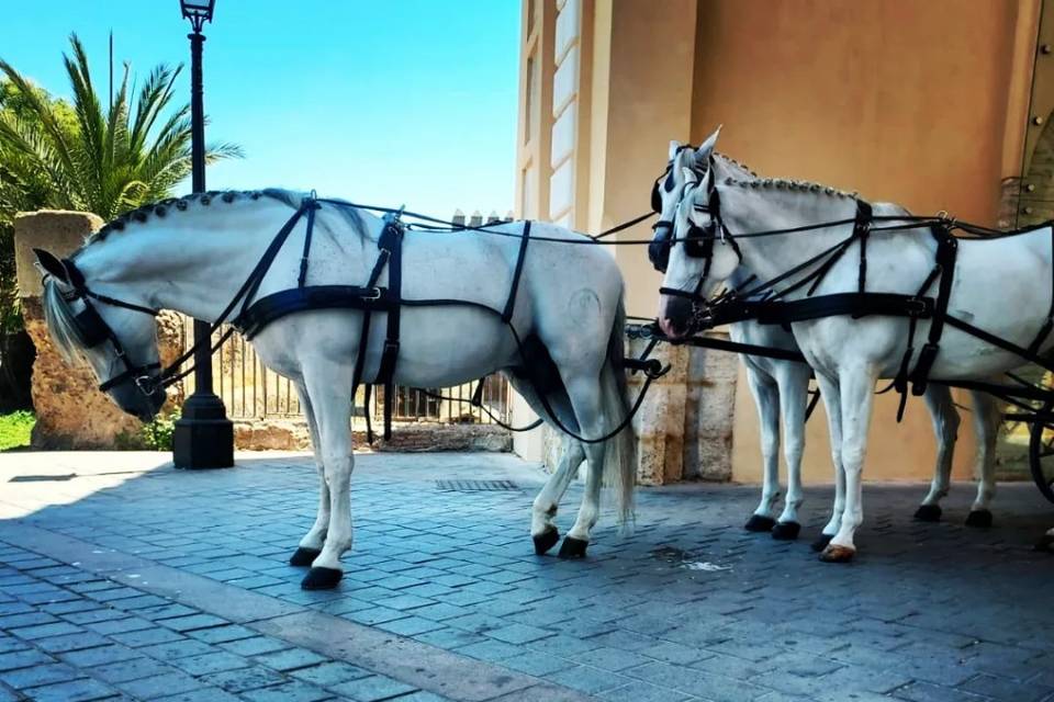 Juan Jose Solis - Carruajes y coches clásicos