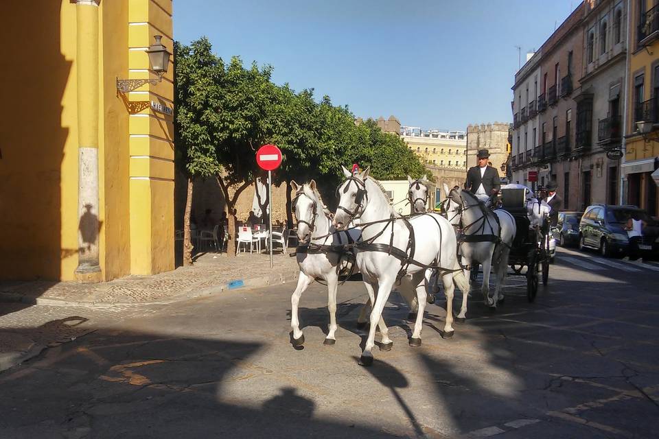 Juan Jose Solis - Carruajes y coches clásicos (227)