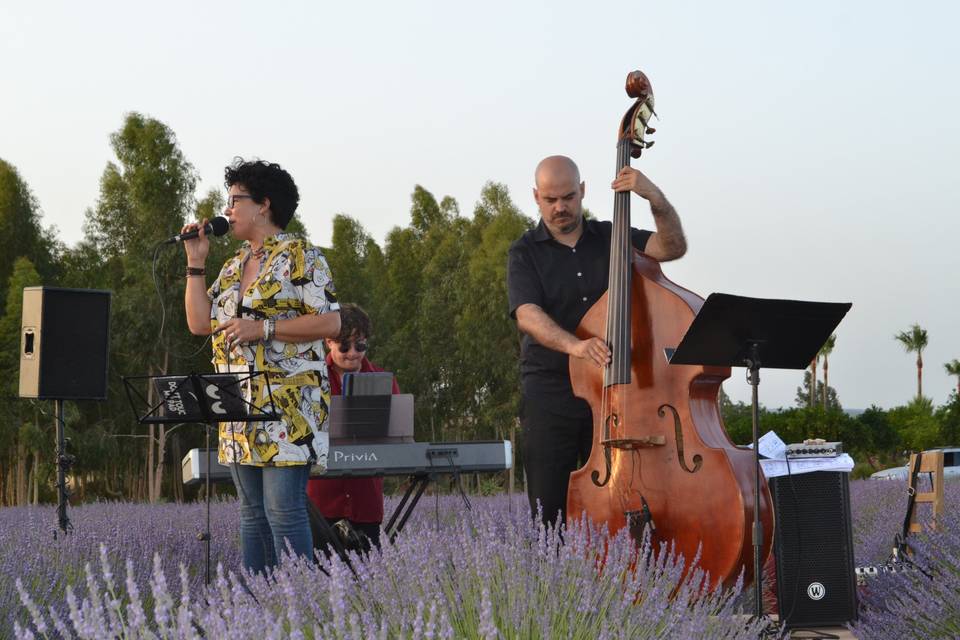 Rosie Dee Jazz Soul Band