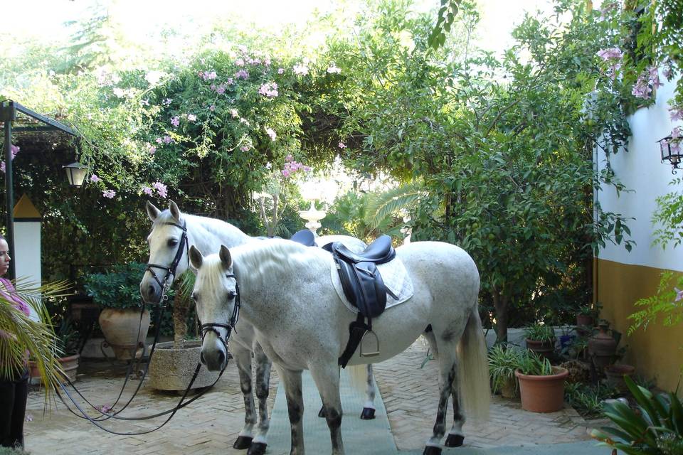 Cortijo Mi Ranchito