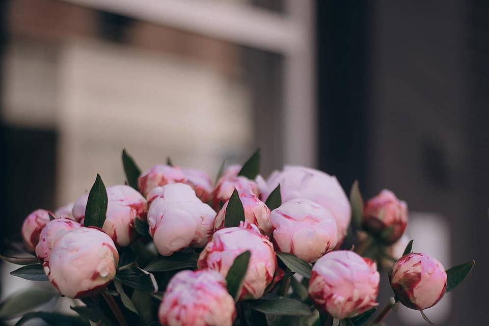 Flores de Nata