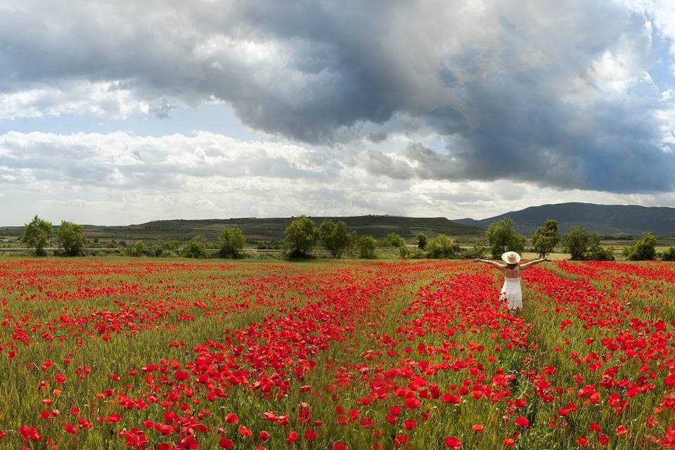 Amapolas