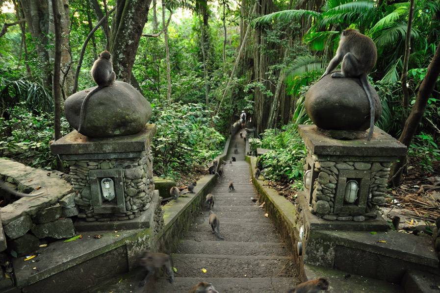 Bali. Monkey forest