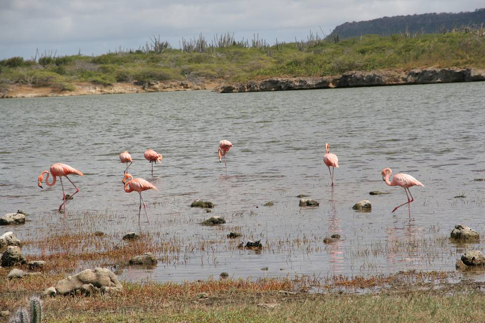 Bonaire. Lago Goto