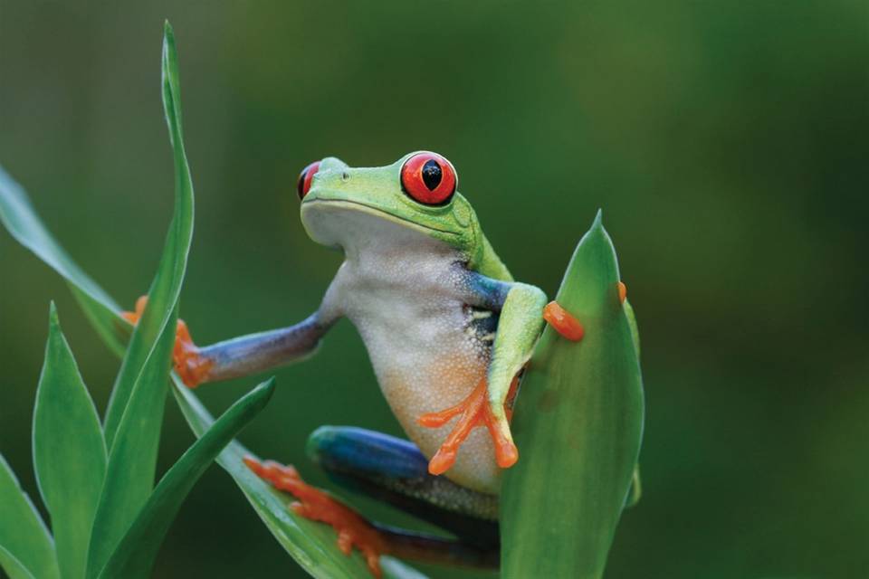 Costa Rica