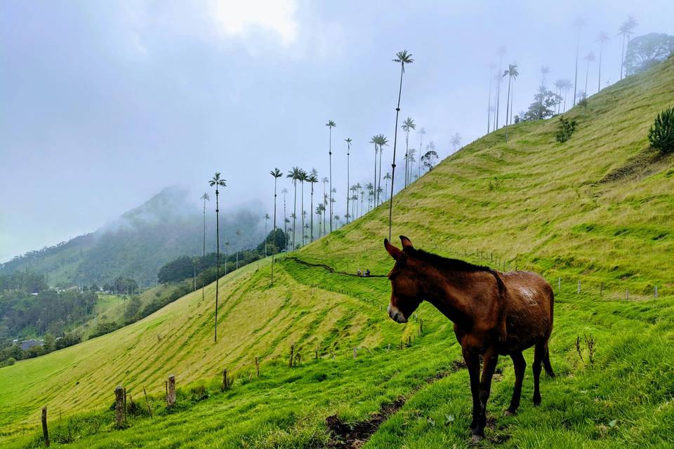 Eje Cafetero, Colombia