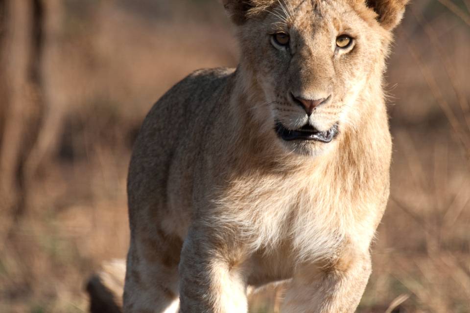 Safari en Tanzania