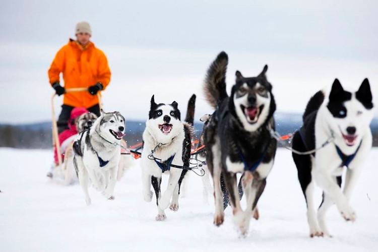 Actividad con huskies en Laponia