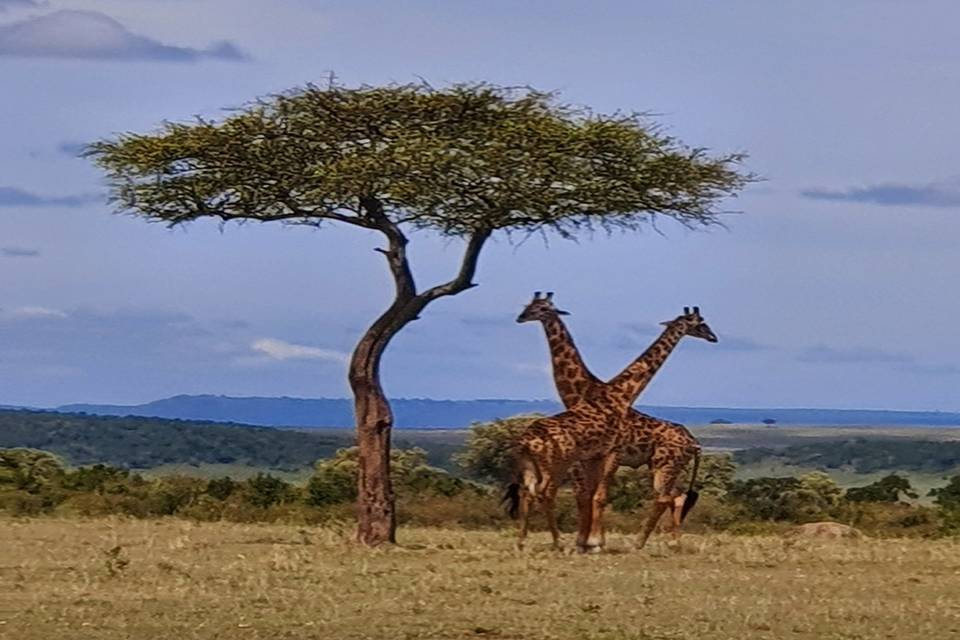 Jirafas, Masai Mara