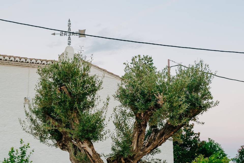 Olivos masía niñerola