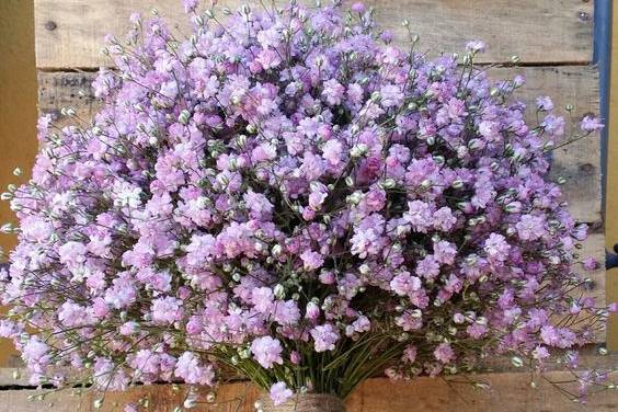 Ramo de rosas y paniculata