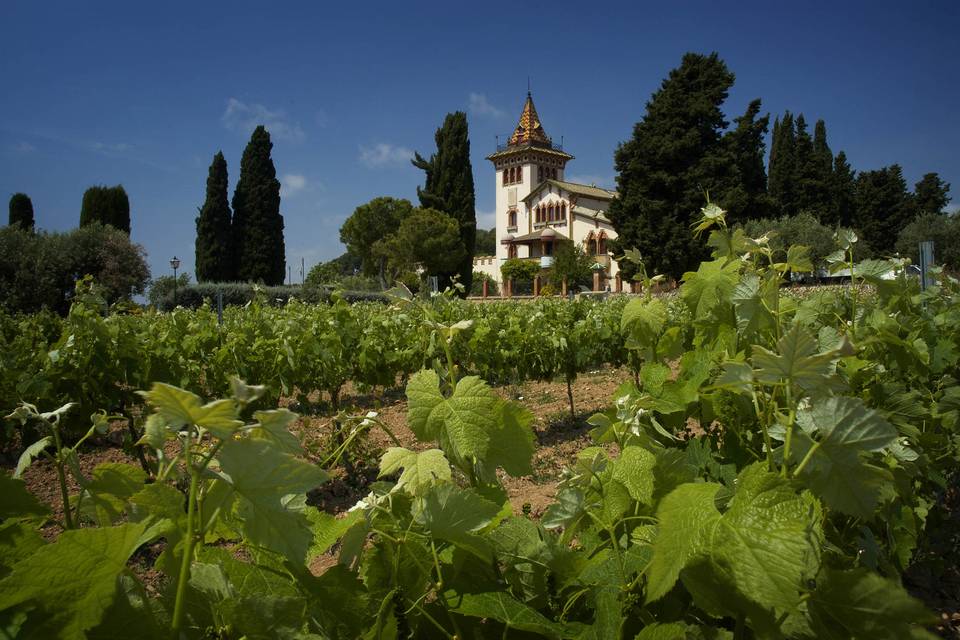 Entorno rodeado de viñas