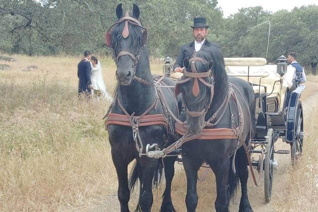 Coches de caballos
