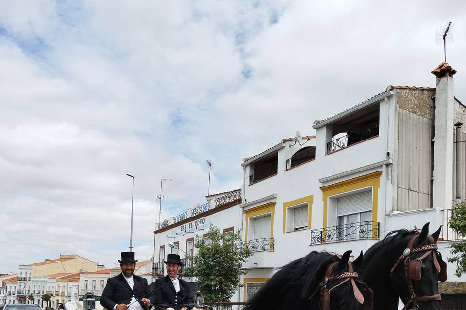 Coches de caballos