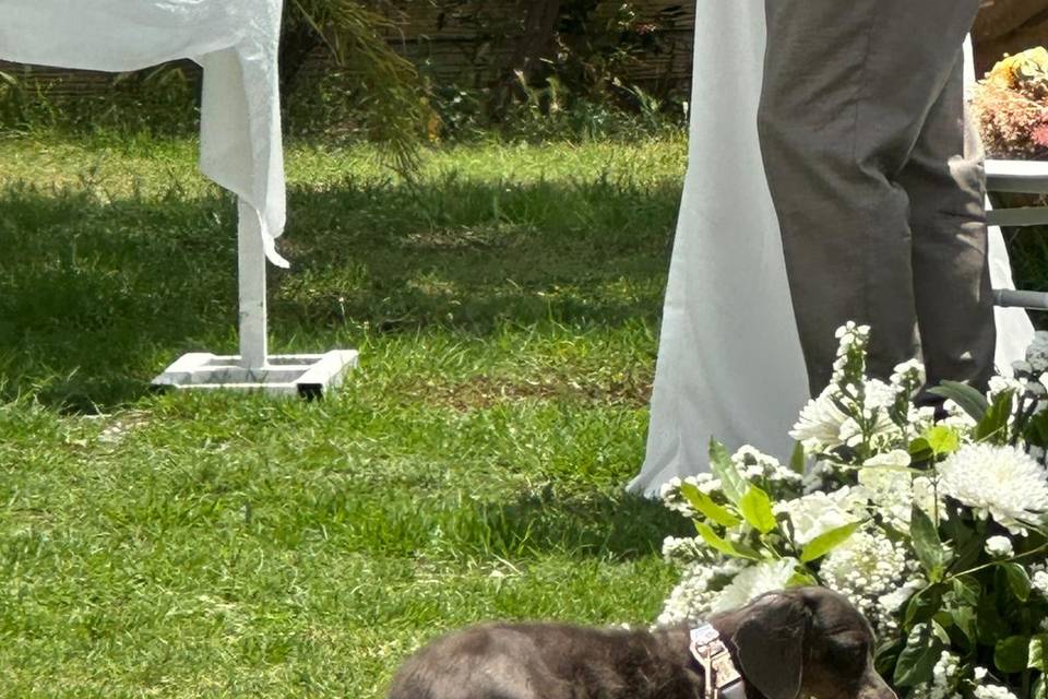 Pet friendly