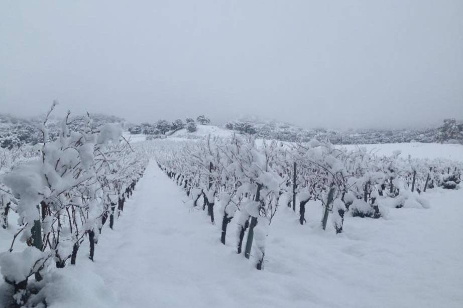 Viñedos Ronda en invierno