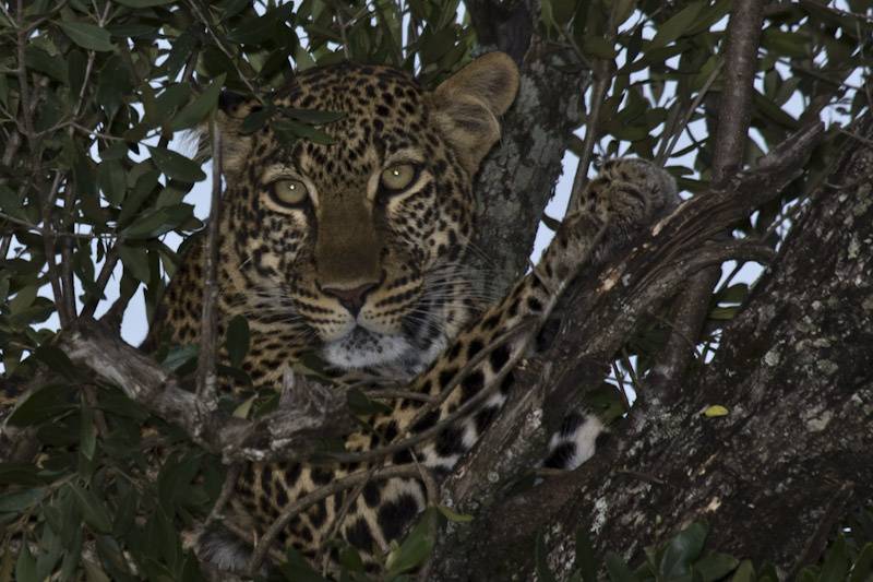 Mirada en Tanzania