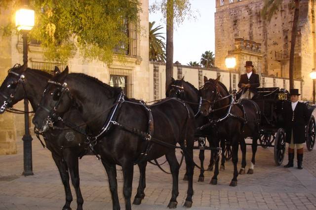 Coches de caballos