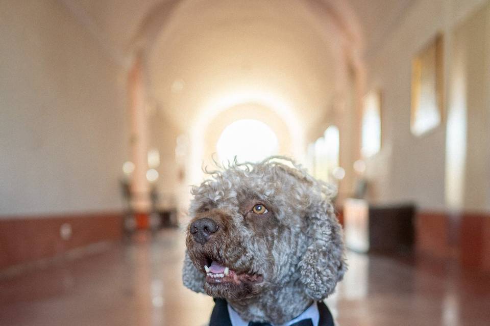 Invitado especial