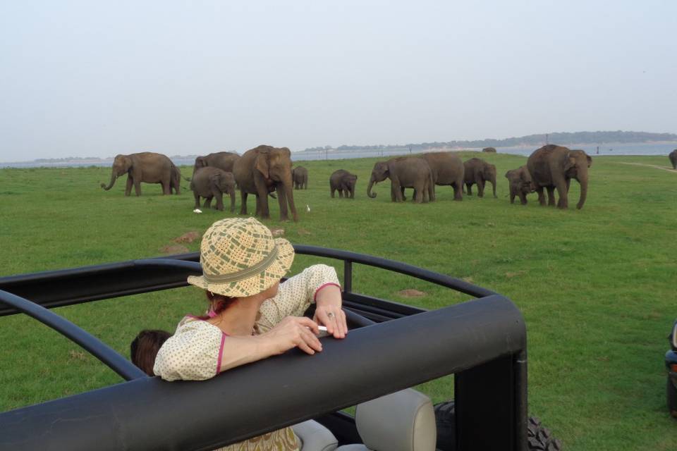 Sri Lanka, Minneriya Safari