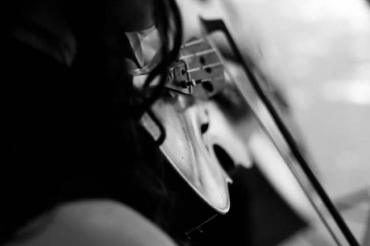 Viola