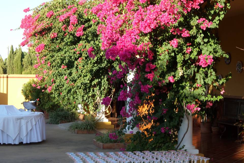 Patio alamillo