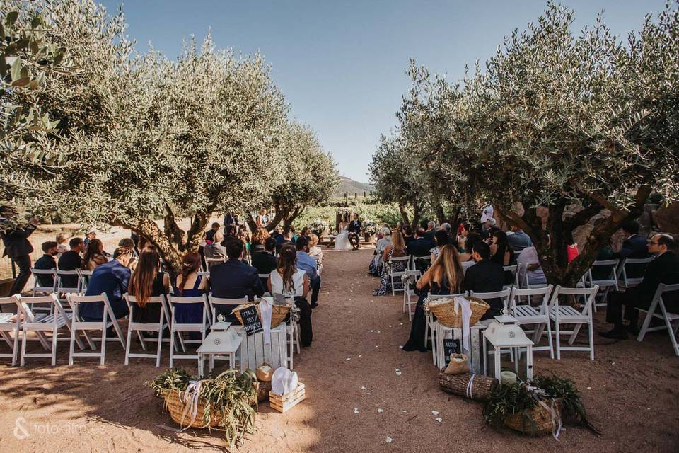 Ceremonia entre olivos y viña